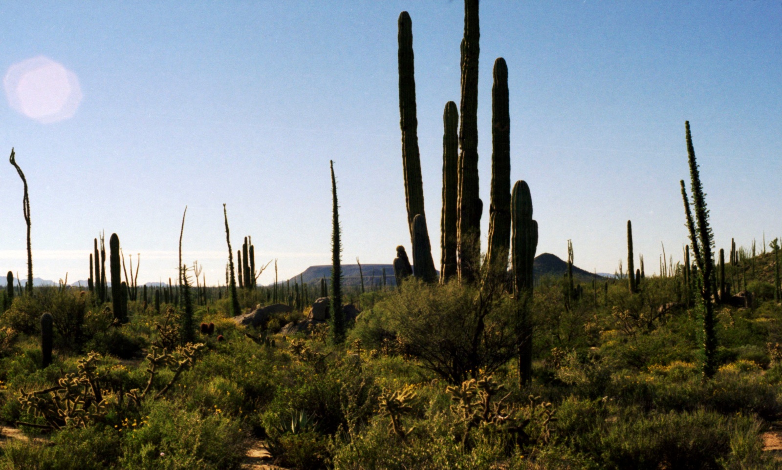 Kaktus Baja California